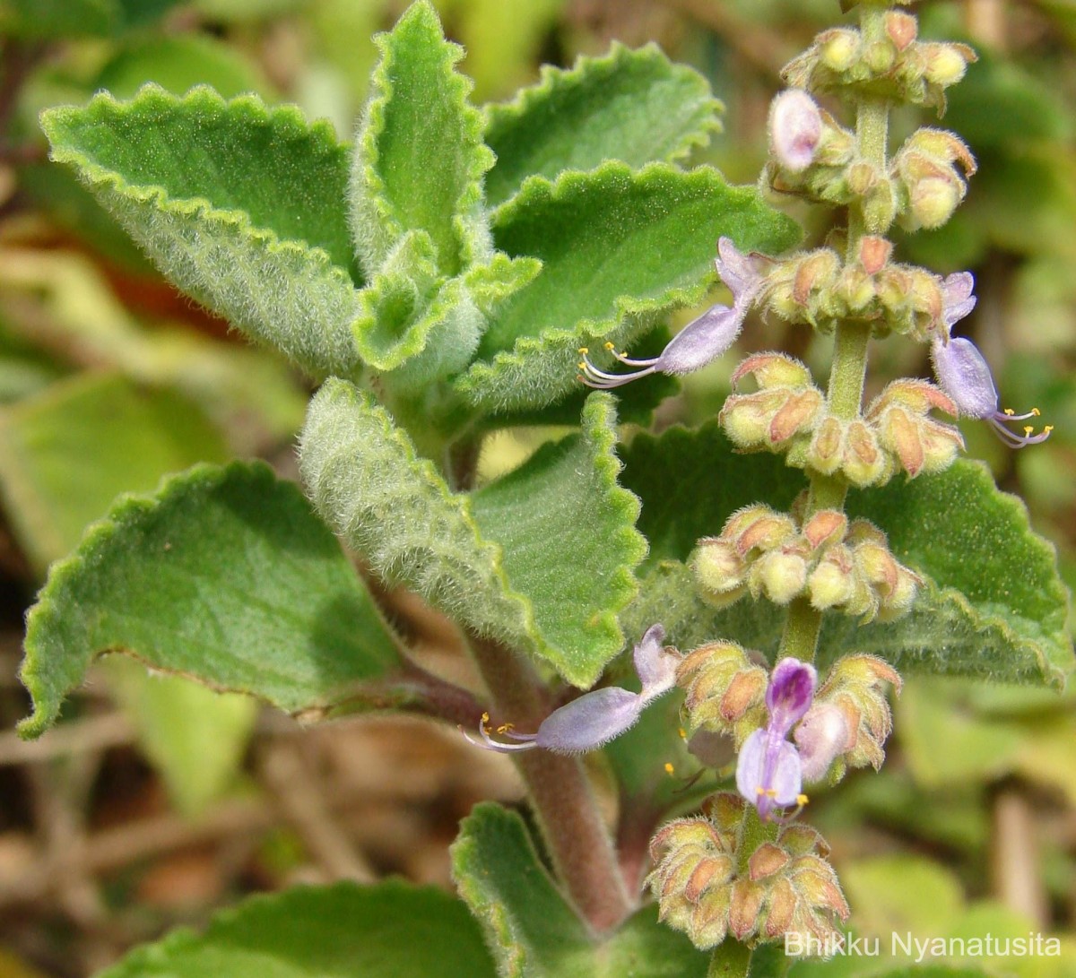 Coleus amboinicus Lour.